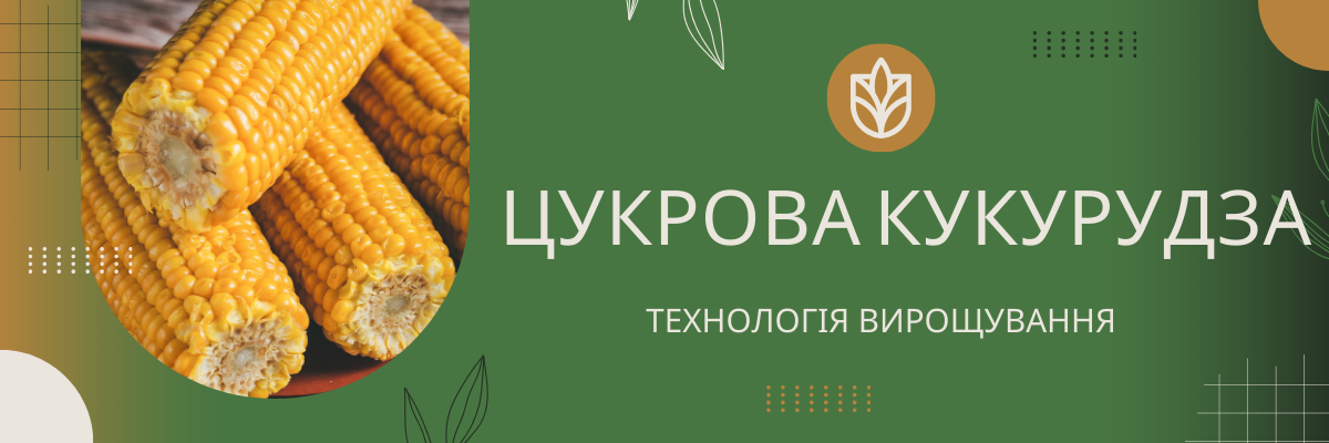 Кукурудза цукрова - технологія вирощування на крапельному зрошенні фото