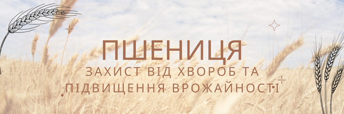 Сучасні Виклики у Вирощуванні Пшениці: Захист Від Хвороб та Підвищення Врожайності фото