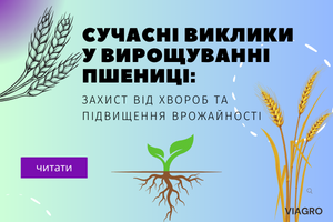 Сучасні Виклики у Вирощуванні Пшениці: Захист Від Хвороб та Підвищення Врожайності фото